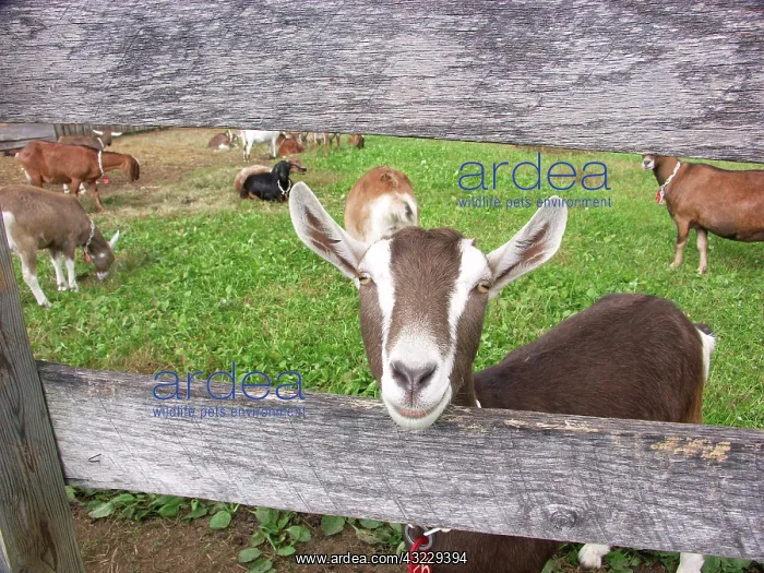 : Domestic Nubian dairy goat : Domestic Nubian dairy goat