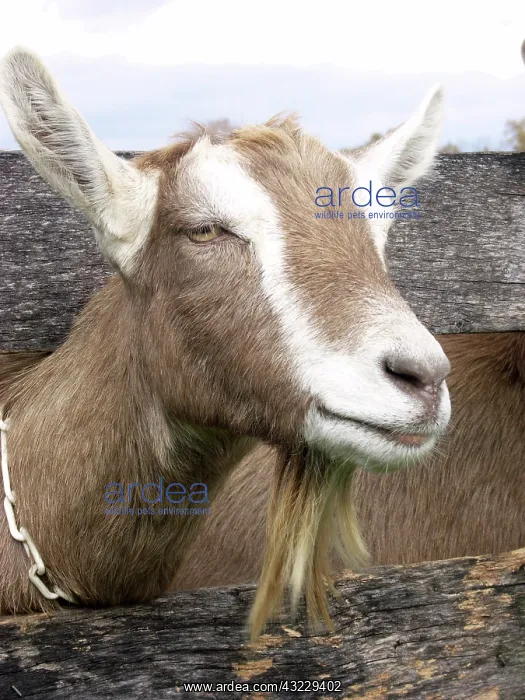 : Domestic Nubian dairy goat : Domestic Nubian dairy goat