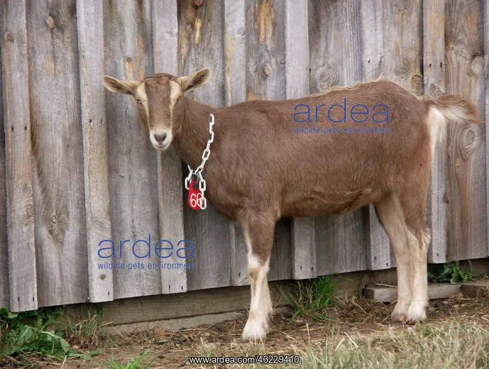 : Domestic Nubian dairy goat : Domestic Nubian dairy goat