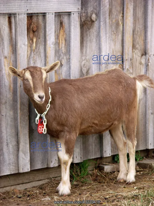 : Domestic Nubian dairy goat : Domestic Nubian dairy goat
