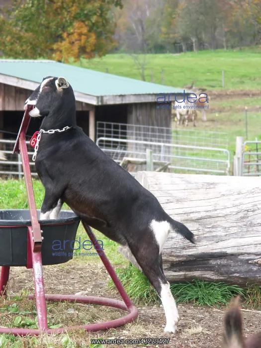 : Domestic Nubian dairy goat : Domestic Nubian dairy goat