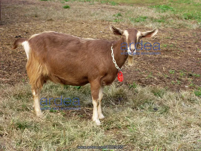 : Domestic Nubian dairy goat : Domestic Nubian dairy goat