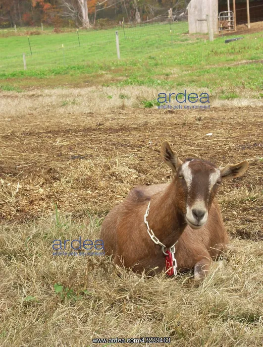 : Domestic Nubian dairy goat : Domestic Nubian dairy goat