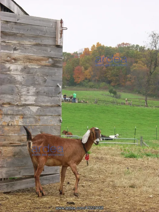 : Domestic Nubian dairy goat : Domestic Nubian dairy goat