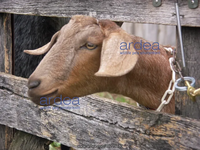 : Domestic Nubian dairy goat : Domestic Nubian dairy goat