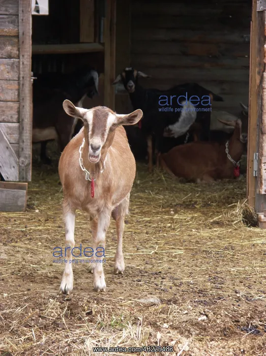 : Domestic Nubian dairy goat : Domestic Nubian dairy goat
