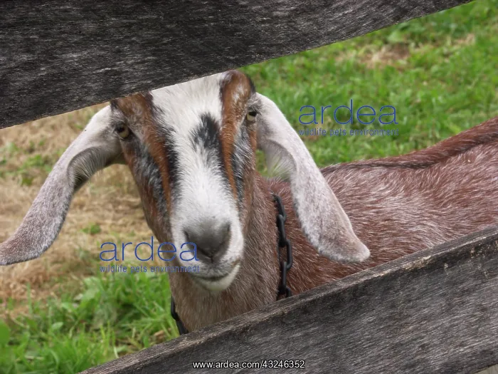 : Domestic Nubian dairy goat : Domestic Nubian dairy goat