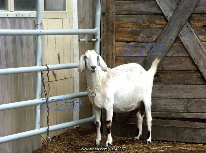 : Domestic Nubian dairy goat : Domestic Nubian dairy goat