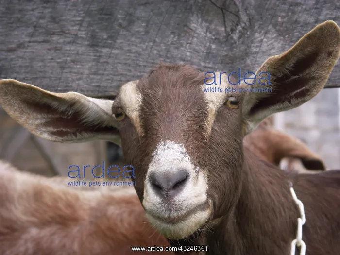 : Domestic Nubian dairy goat : Domestic Nubian dairy goat