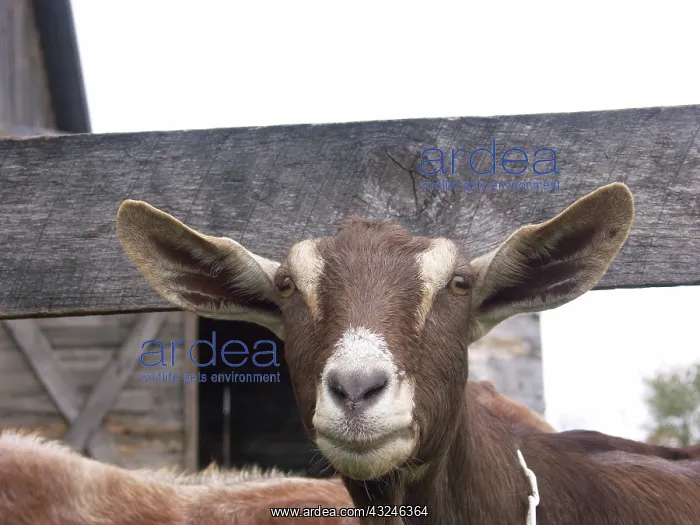 : Domestic Nubian dairy goat : Domestic Nubian dairy goat