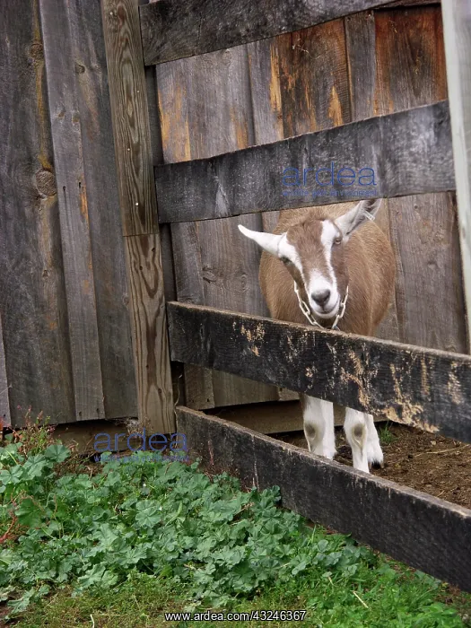  : Domestic Nubian dairy goat