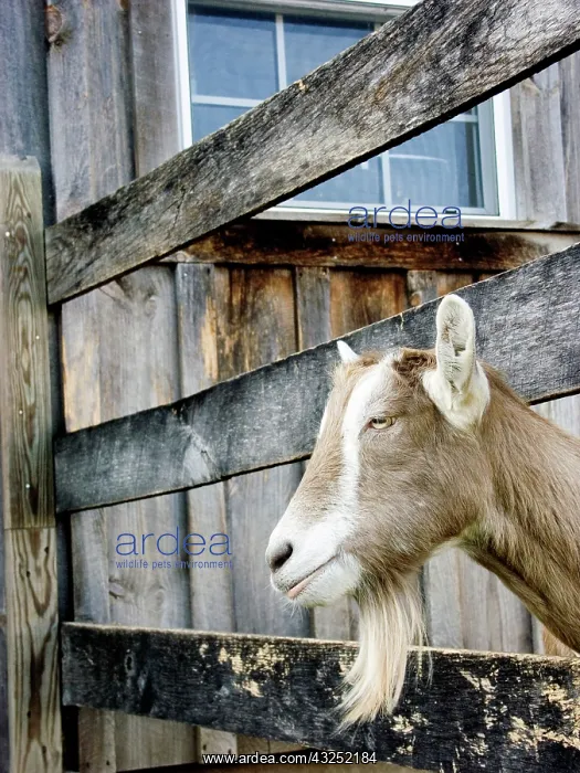: Domestic Nubian dairy goat : Domestic Nubian dairy goat