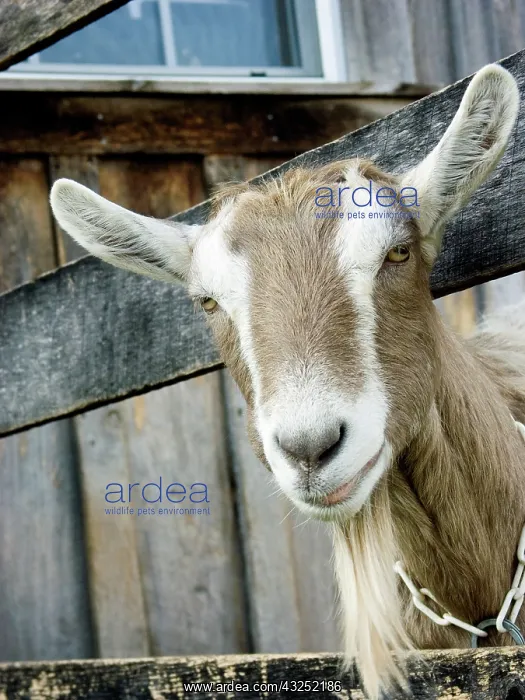 : Domestic Nubian dairy goat : Domestic Nubian dairy goat