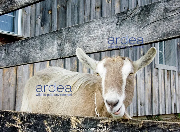 : Domestic Nubian dairy goat : Domestic Nubian dairy goat