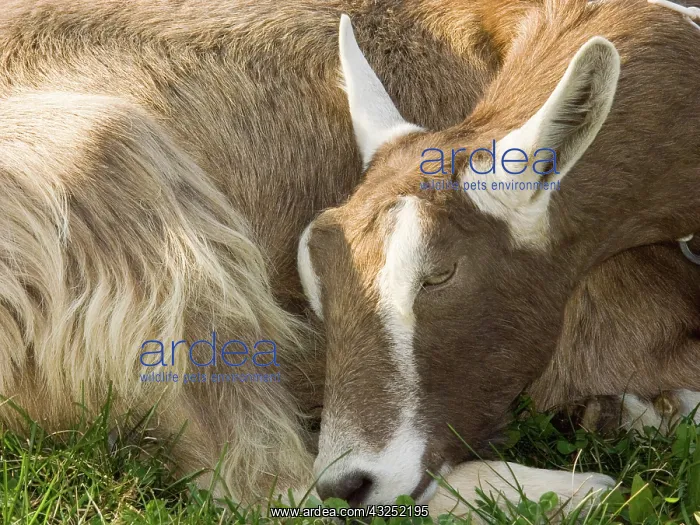 : Domestic Nubian dairy goat : Domestic Nubian dairy goat