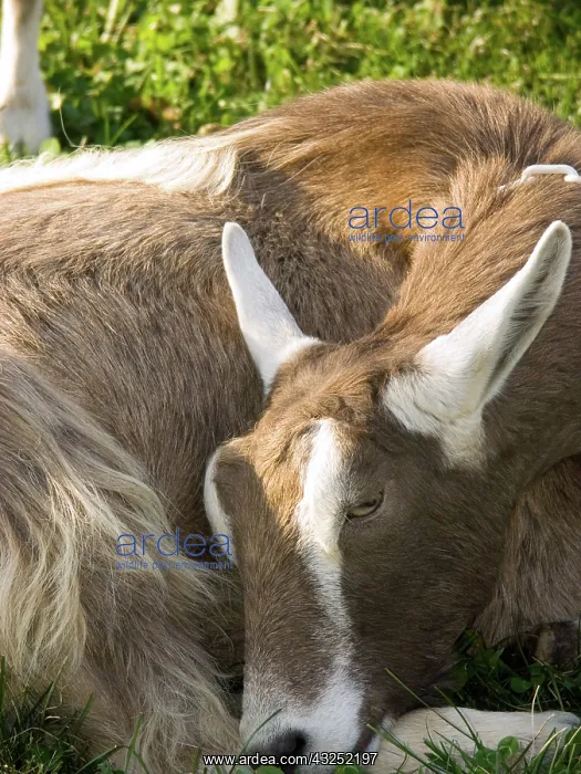 : Domestic Nubian dairy goat : Domestic Nubian dairy goat