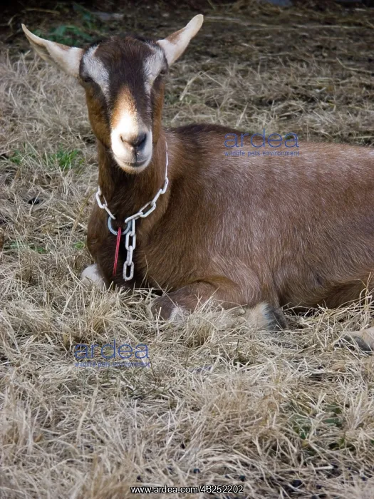 : Domestic Nubian dairy goat : Domestic Nubian dairy goat