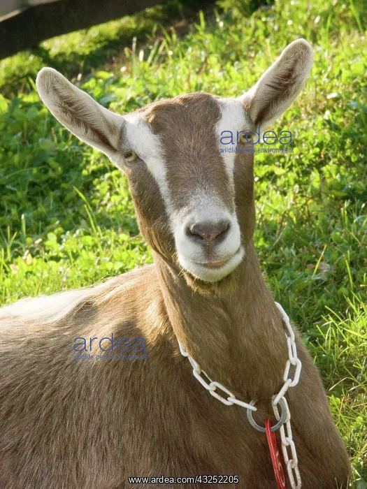 : Domestic Nubian dairy goat : Domestic Nubian dairy goat