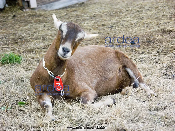 : Domestic Nubian dairy goat : Domestic Nubian dairy goat