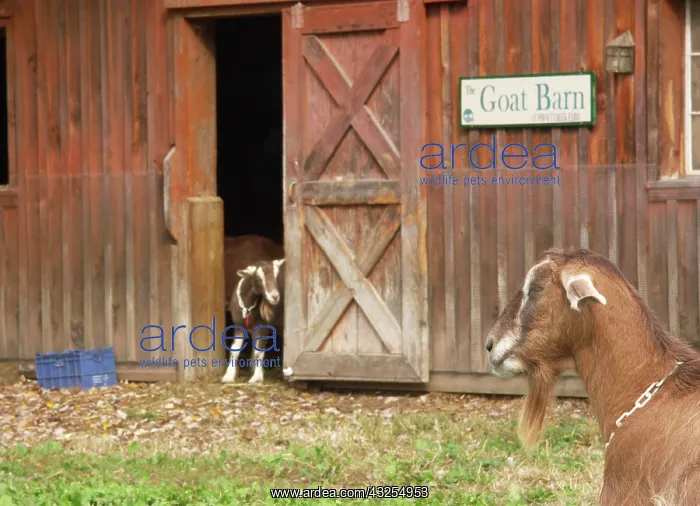 : Domestic Nubian dairy goat : Domestic Nubian dairy goat