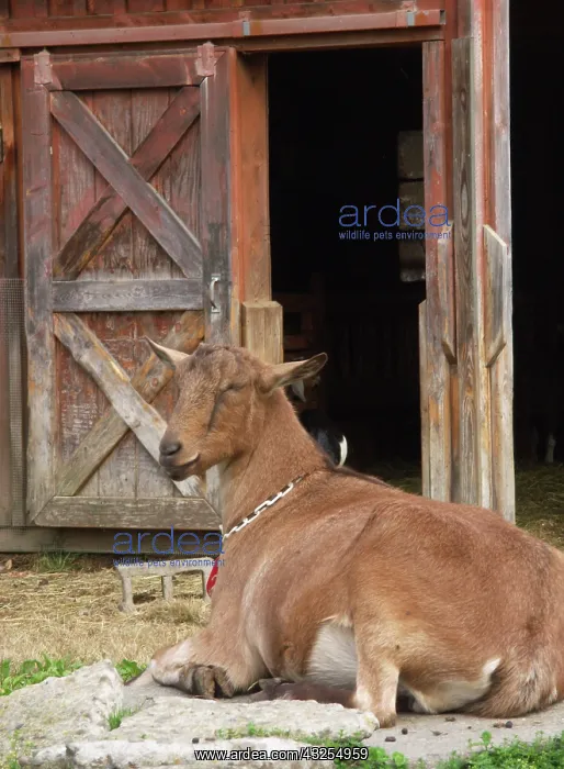 : Domestic Nubian dairy goat : Domestic Nubian dairy goat