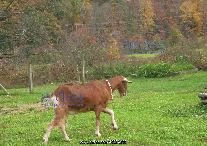 : Domestic Nubian dairy goat : Domestic Nubian dairy goat