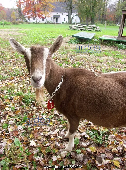 : Domestic Nubian dairy goat : Domestic Nubian dairy goat