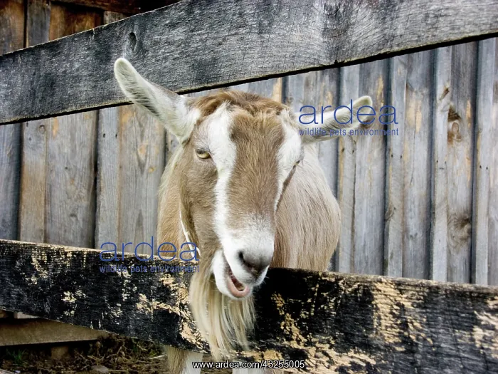 : Domestic Nubian dairy goat : Domestic Nubian dairy goat