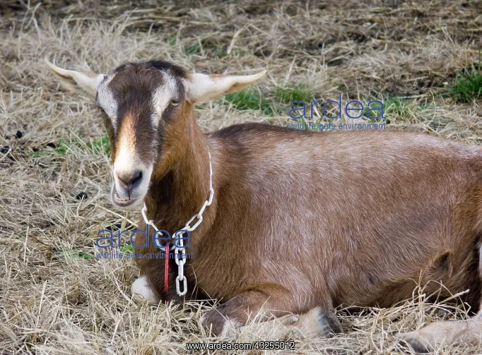: Domestic Nubian dairy goat : Domestic Nubian dairy goat
