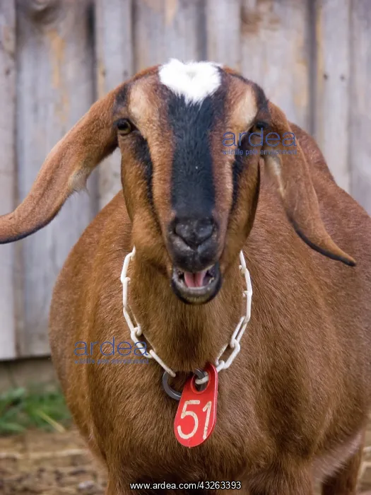 : Domestic Nubian dairy goat : Domestic Nubian dairy goat