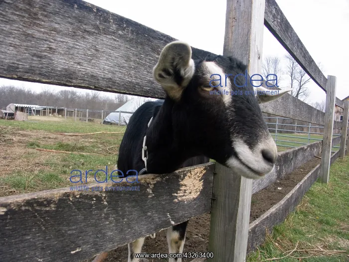 : Domestic Nubian dairy goat : Domestic Nubian dairy goat