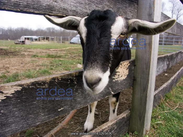: Domestic Nubian dairy goat : Domestic Nubian dairy goat