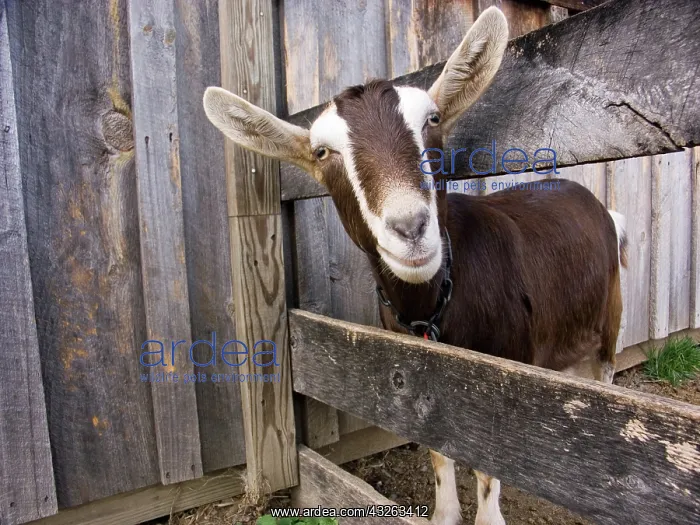 : Domestic Nubian dairy goat : Domestic Nubian dairy goat