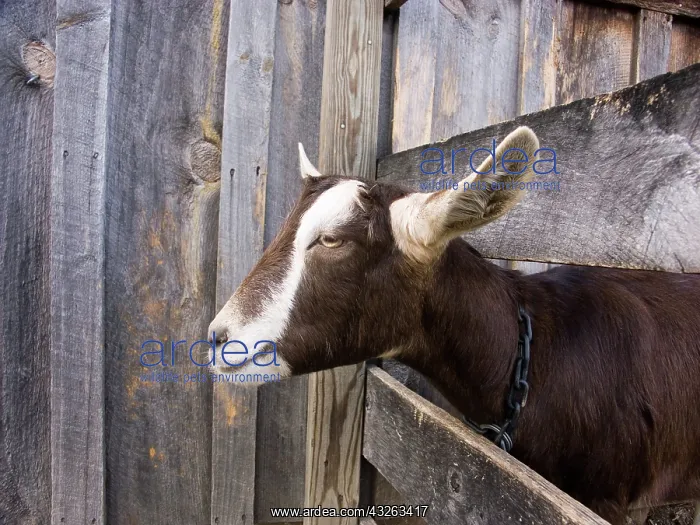 : Domestic Nubian dairy goat : Domestic Nubian dairy goat