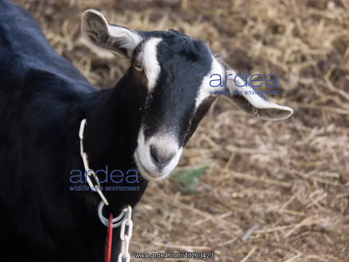 : Domestic Nubian dairy goat : Domestic Nubian dairy goat