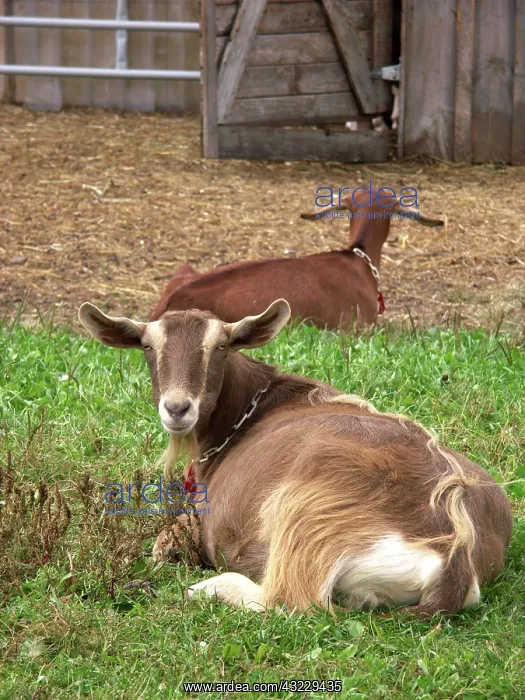 : Domestic Nubian dairy goats : Domestic Nubian dairy goats