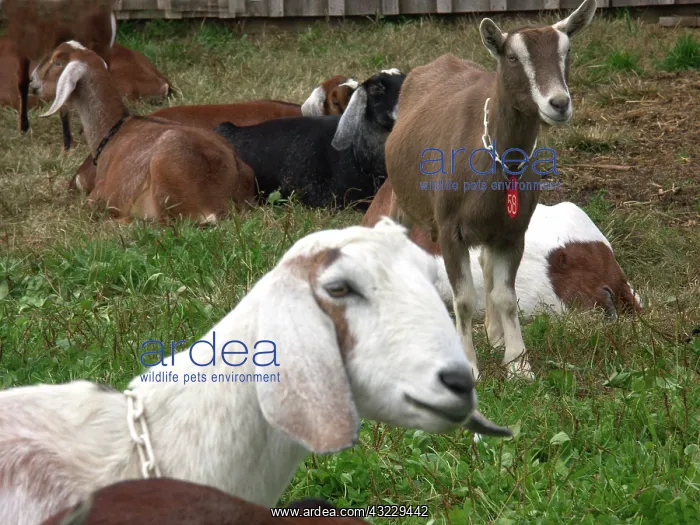 : Domestic Nubian dairy goats : Domestic Nubian dairy goats