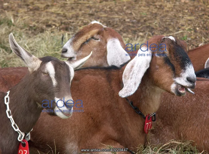 : Domestic Nubian dairy goats : Domestic Nubian dairy goats