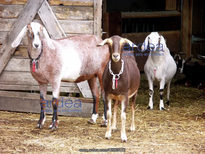 : Domestic Nubian dairy goats : Domestic Nubian dairy goats