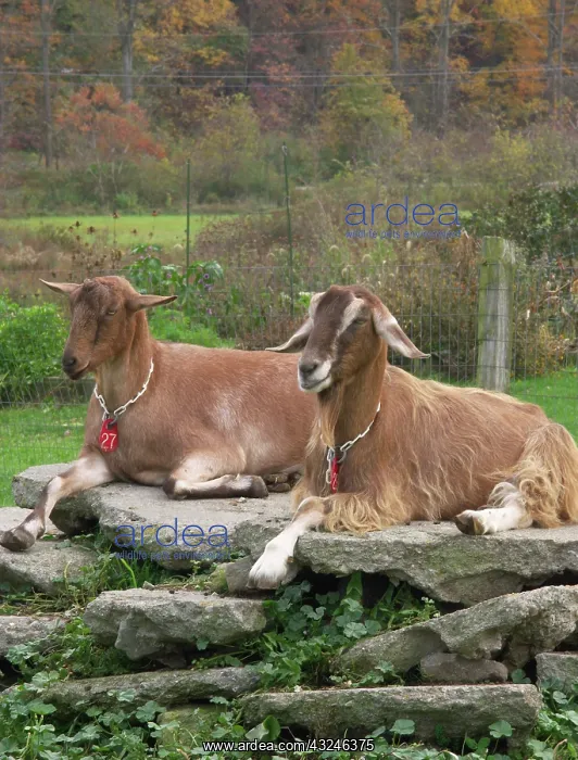 : Domestic Nubian dairy goats : Domestic Nubian dairy goats