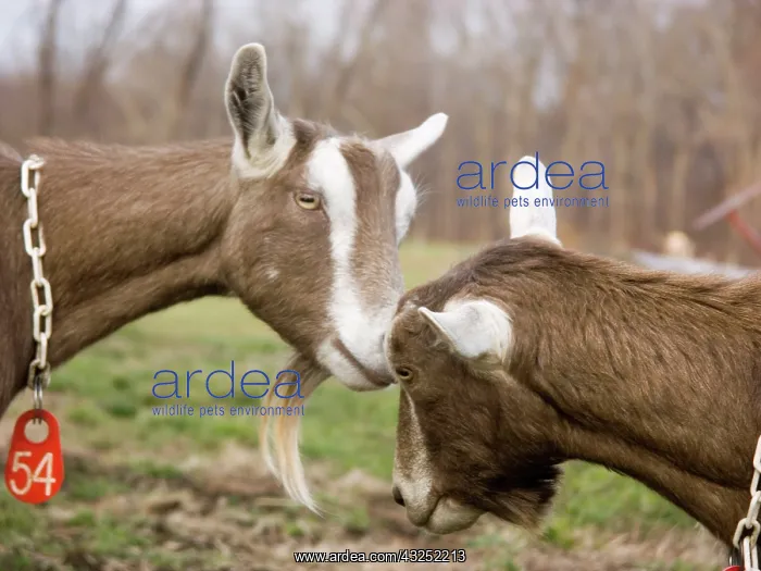 : Domestic Nubian dairy goats : Domestic Nubian dairy goats