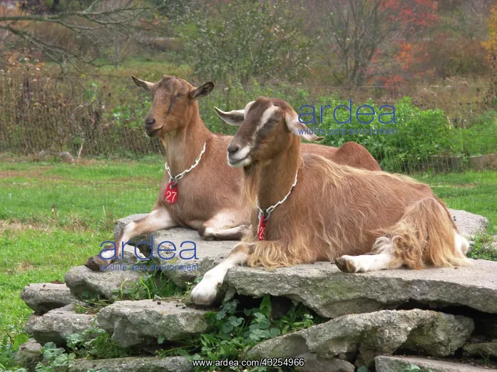 : Domestic Nubian dairy goats : Domestic Nubian dairy goats