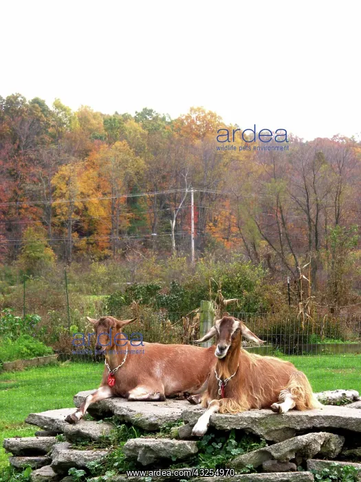 : Domestic Nubian dairy goats : Domestic Nubian dairy goats