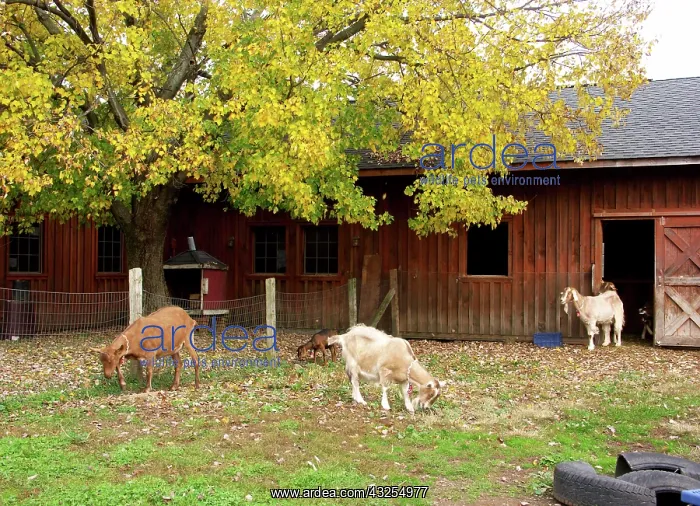 : Domestic Nubian dairy goats : Domestic Nubian dairy goats