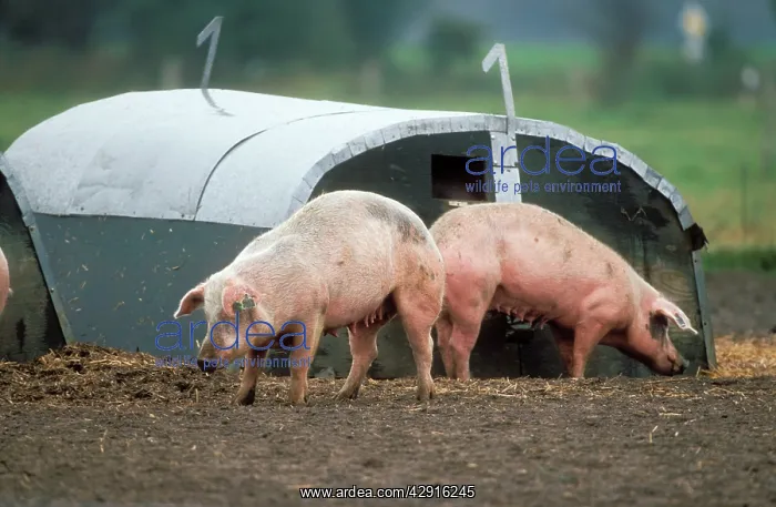 : Domestic PIG - two adults outside a field shelter : Domestic PIG - two adults outside a field shelter