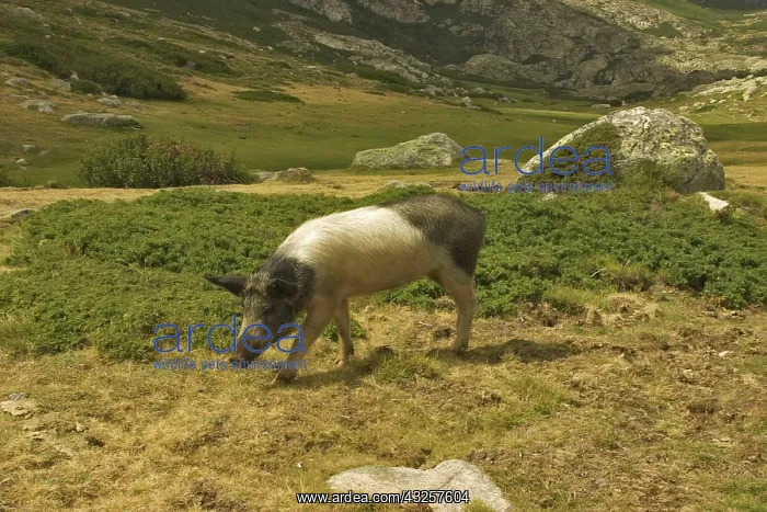  : Domestic Pig in Corsica, France
