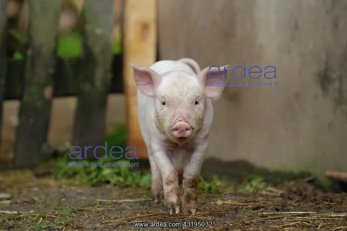 : Domestic pig, dirty piglet : Domestic pig, dirty piglet