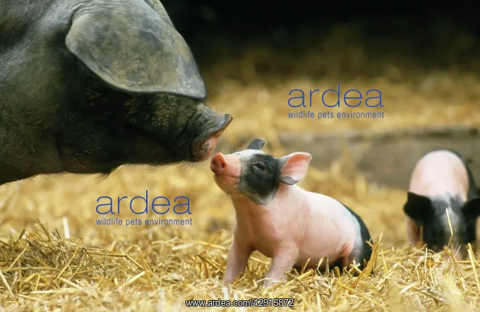 : Domestic PIG - Haellisches pig, sowIs face close-up : Domestic PIG - Haellisches pig, sowIs face close-up