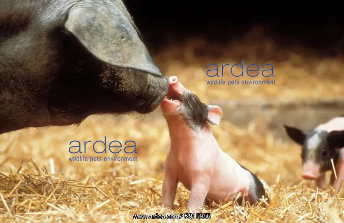 : Domestic PIG - Haellisches pig, sowIs face close-up : Domestic PIG - Haellisches pig, sowIs face close-up