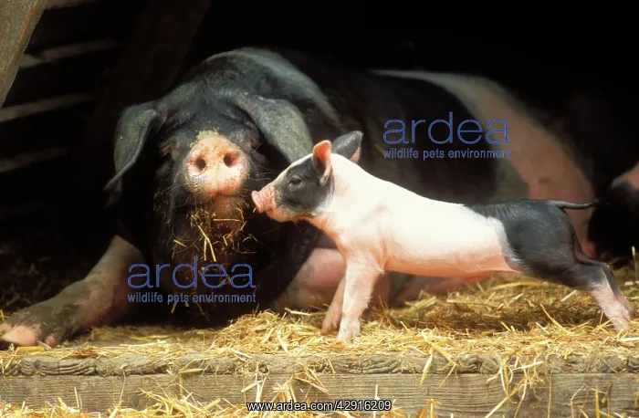 : Domestic PIG - Haellisches pig, sow with piglet, stretching : Domestic PIG - Haellisches pig, sow with piglet, stretching